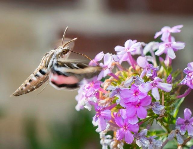 White_lined_sphinx_moth_2