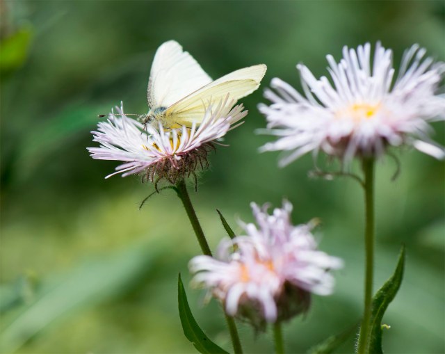 cabbage_white_far_1