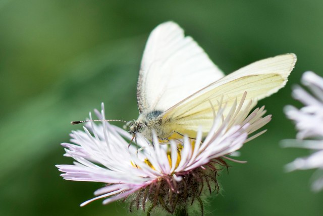 Cabbage_white_near_1