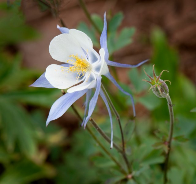 Columbines