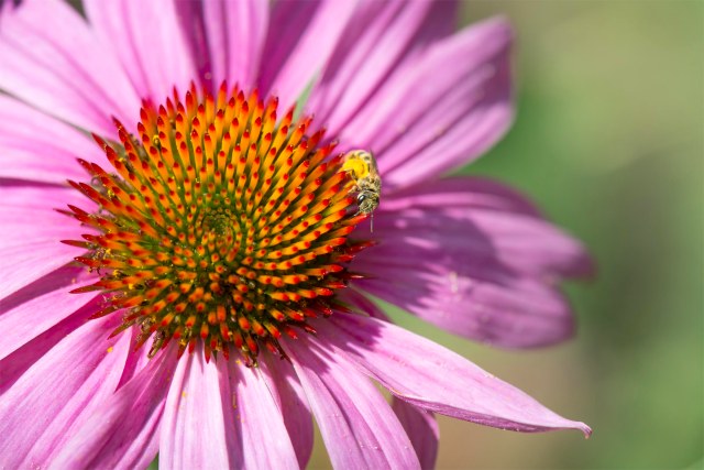 Little_bee_looking_at_me