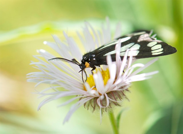 Ranchmans_tiger_moth_1