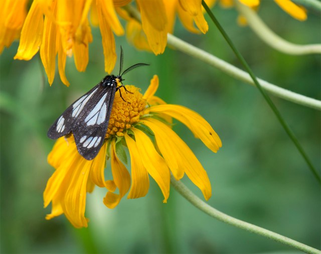 Ranchmans_tiger_moth_2