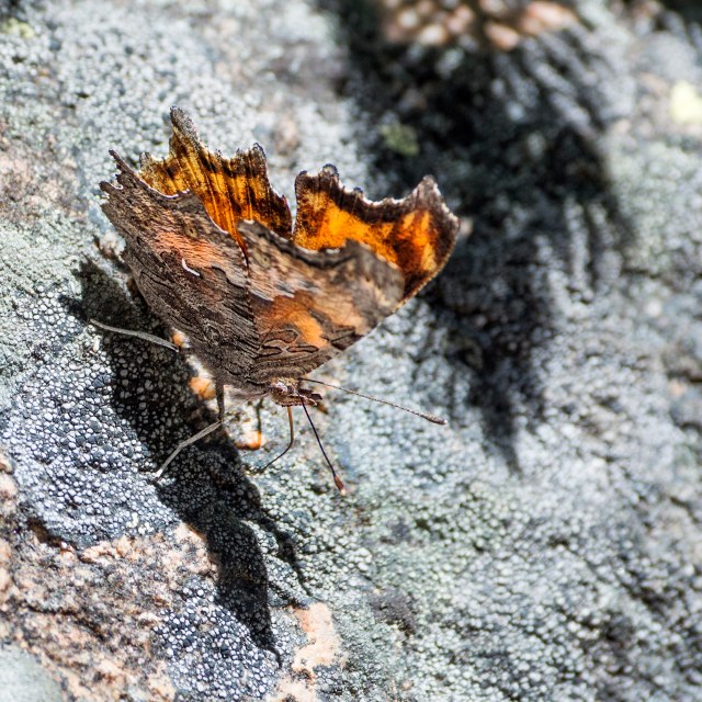 lichen_comma
