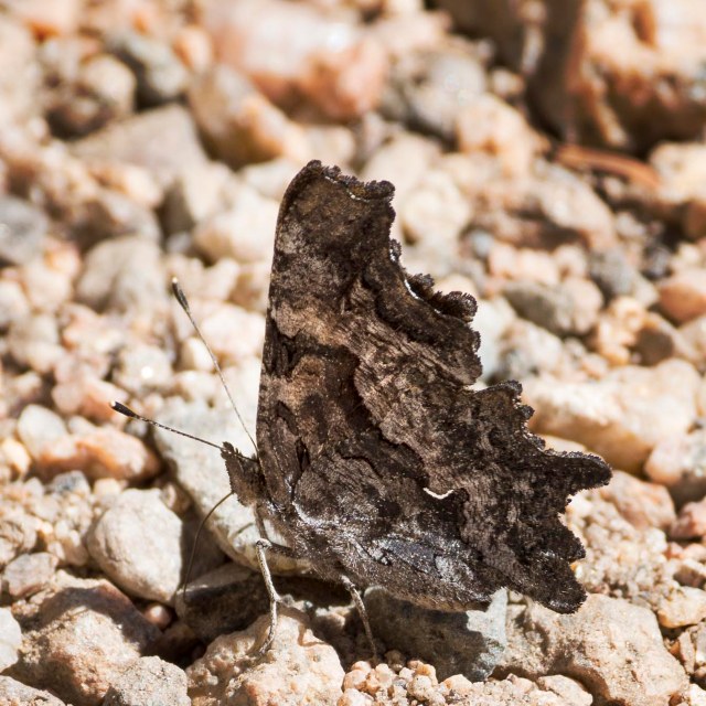 rock_comma