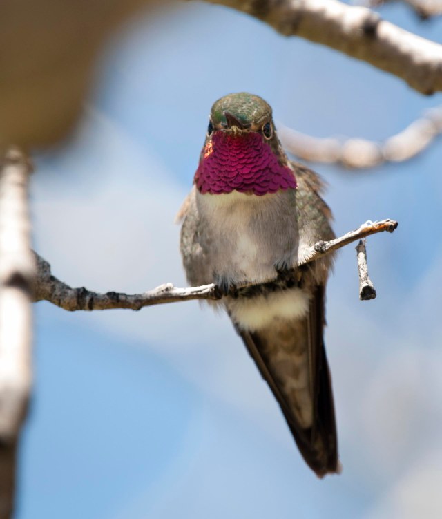 ruby_throated_hummingbird_1