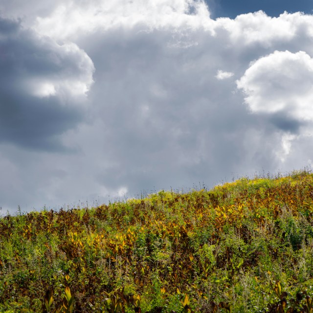 where_flowers_danced