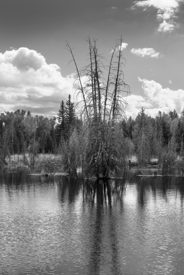 at_ponds_edge_1_bw