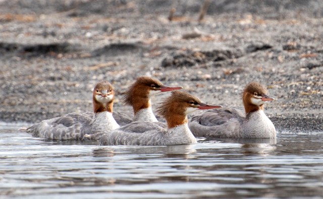 there_is_always_one_2