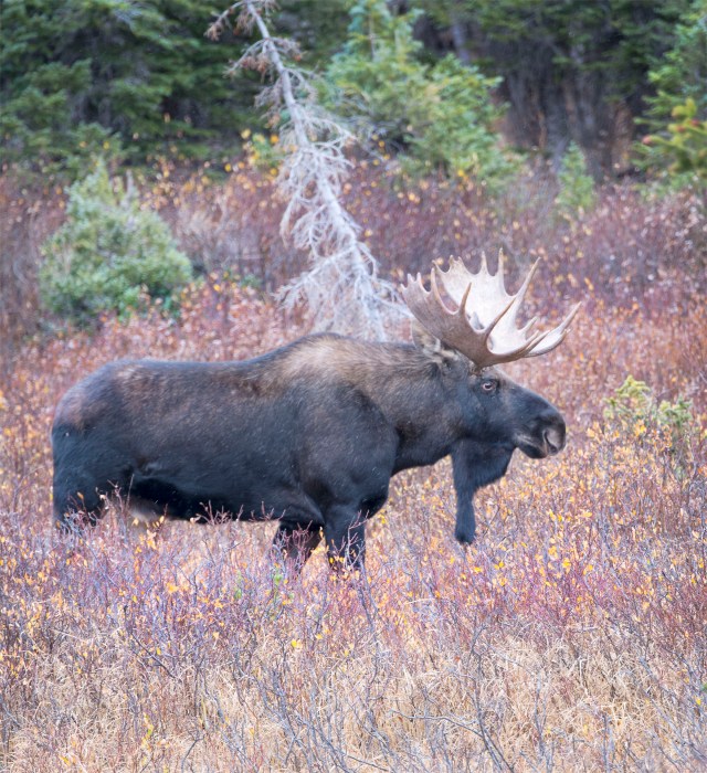 working_in_the_willows