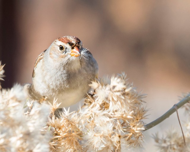 brunch_in_rabbit_brush_3