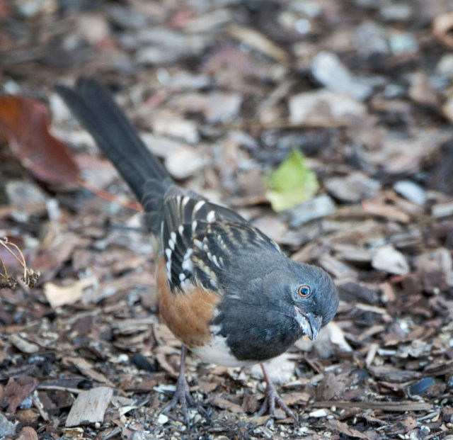 spotted_towhee_1