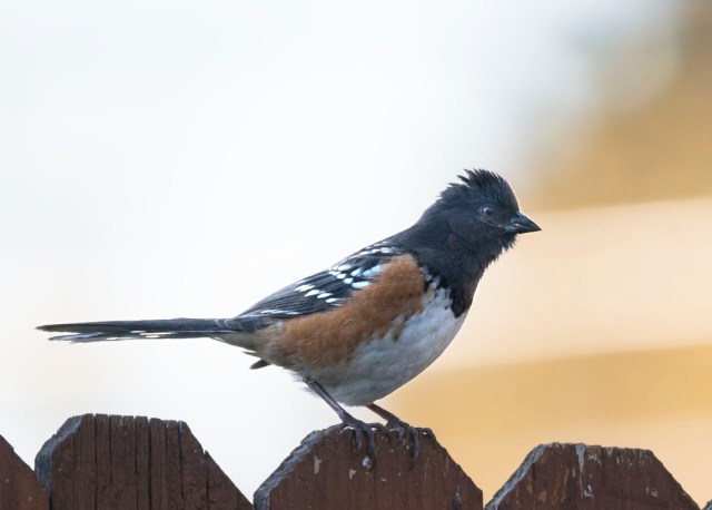 spotted_towhee_2