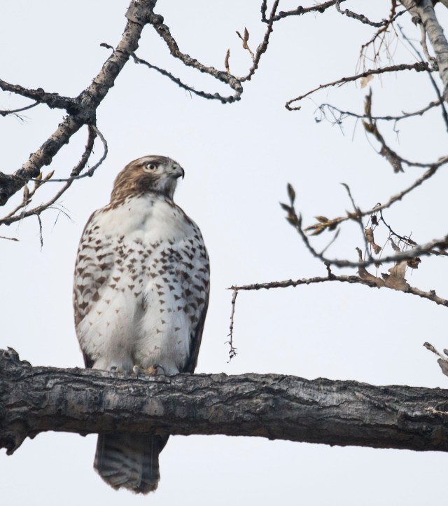 coopers_hawk_puffed_up