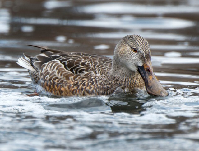 female_shoveler_1