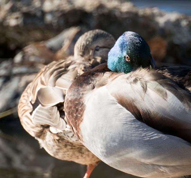 mallards_eyes_1