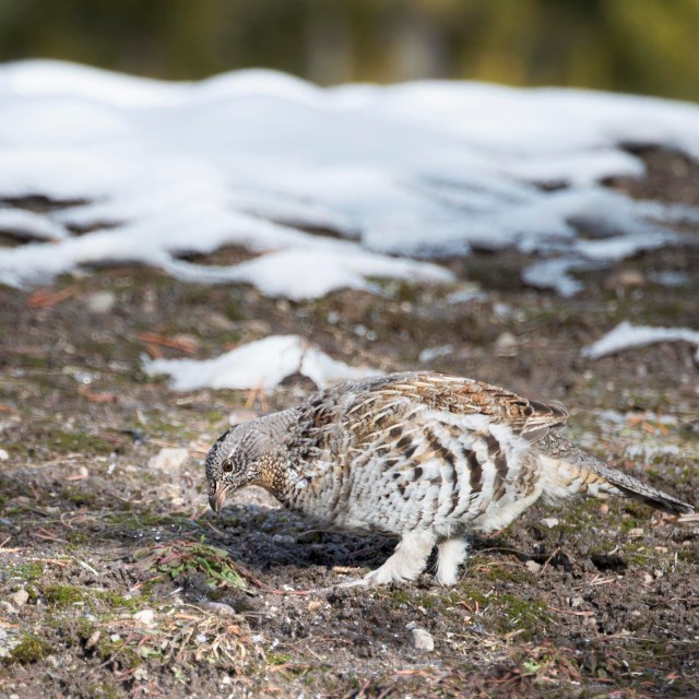 ruffed_grouse_2