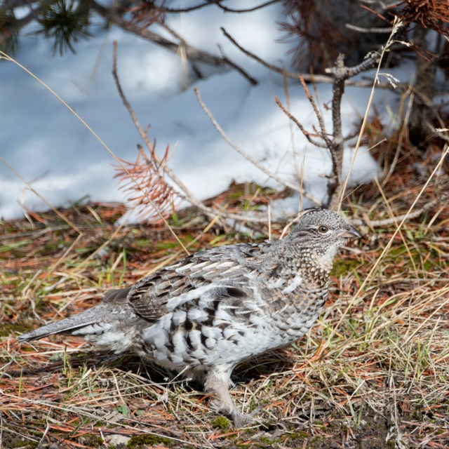 ruffed_grouse_3