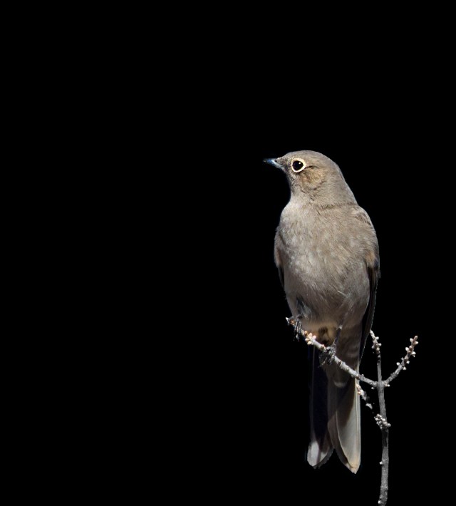 solitaire_black_background_1