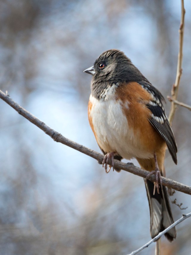 spotted_towhee_2