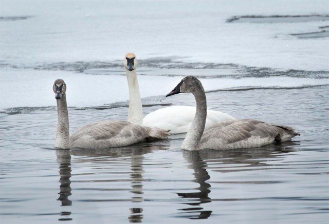 three_swans