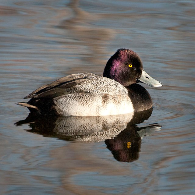 lesser_scaup