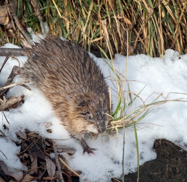 muskrat_2