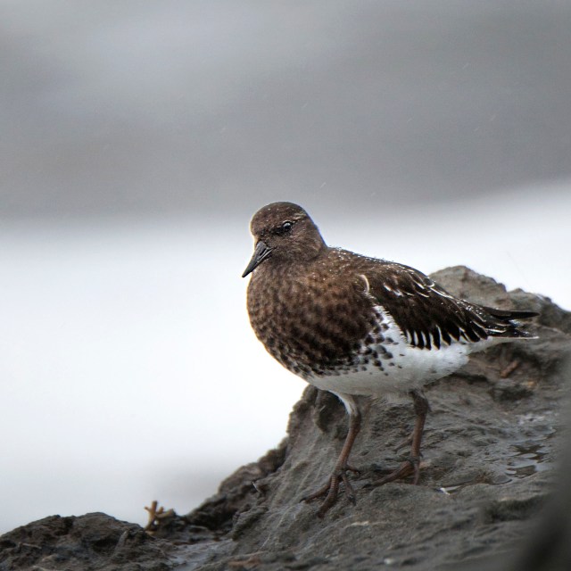 black_turnstone_winter_plumage_1