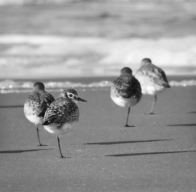morning_yoga_on_the_beach_1