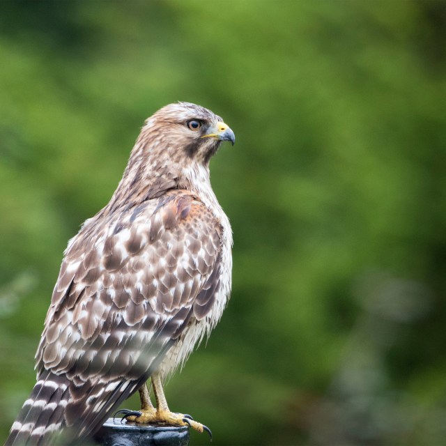 red_shouldered_hawk_1