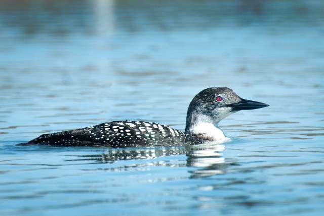winter_loon_1