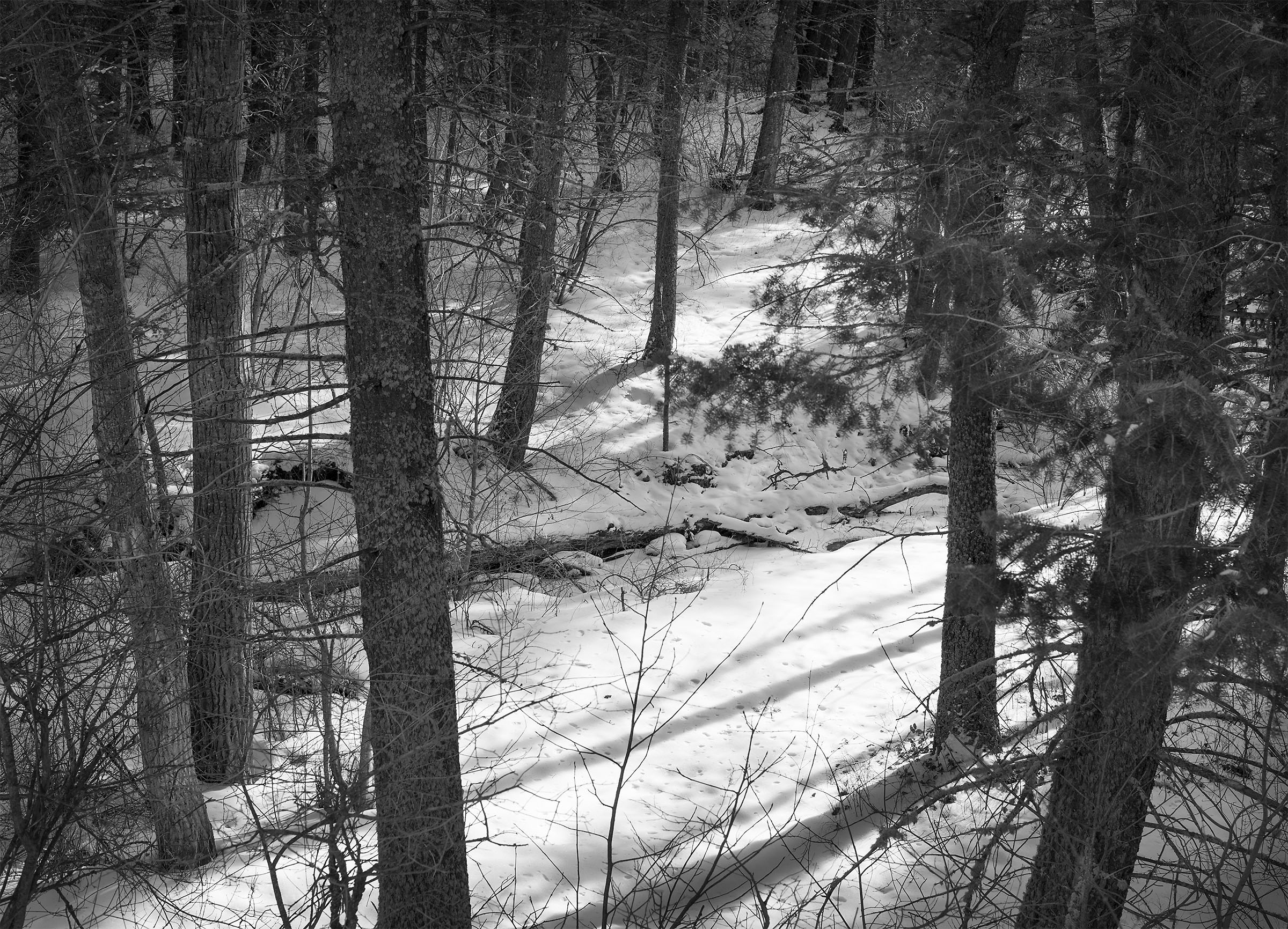 Listening_to__shadows_2