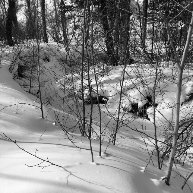 Listening_to_Shadows_1