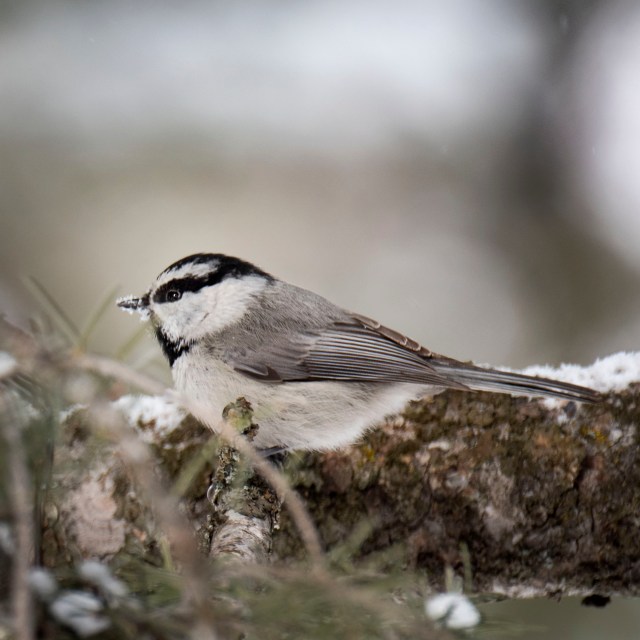 Mountain_chickadee_1