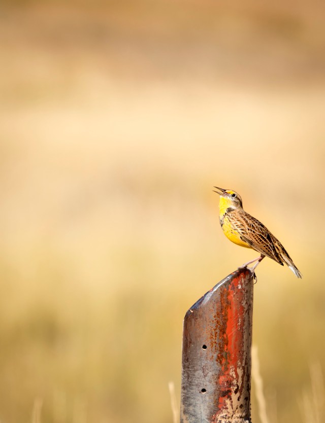 Fall_meadowlark_1
