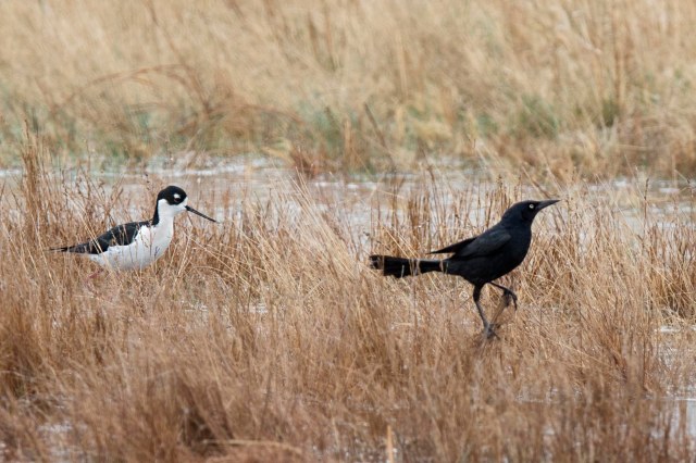 everyone_likes_water_1