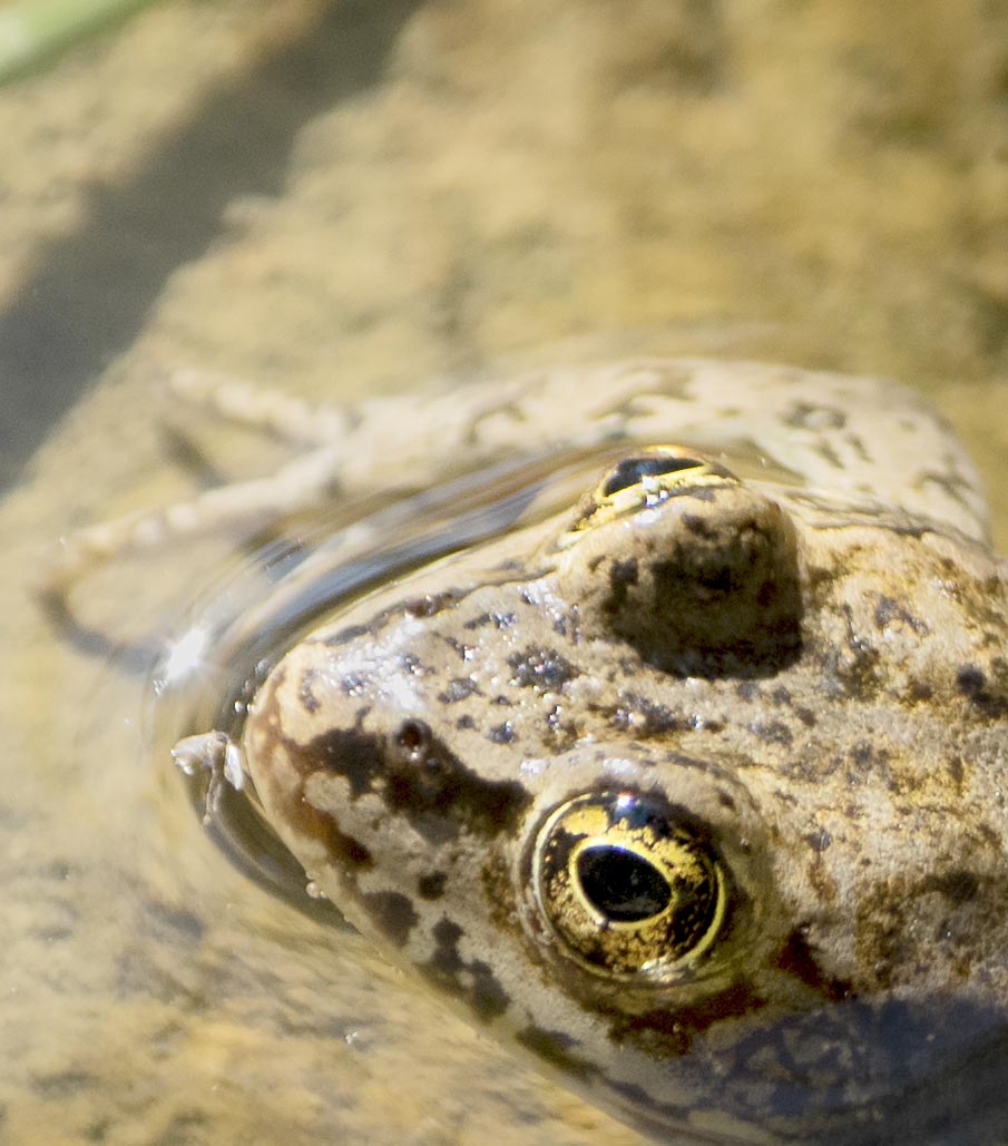 frog_eyes_1