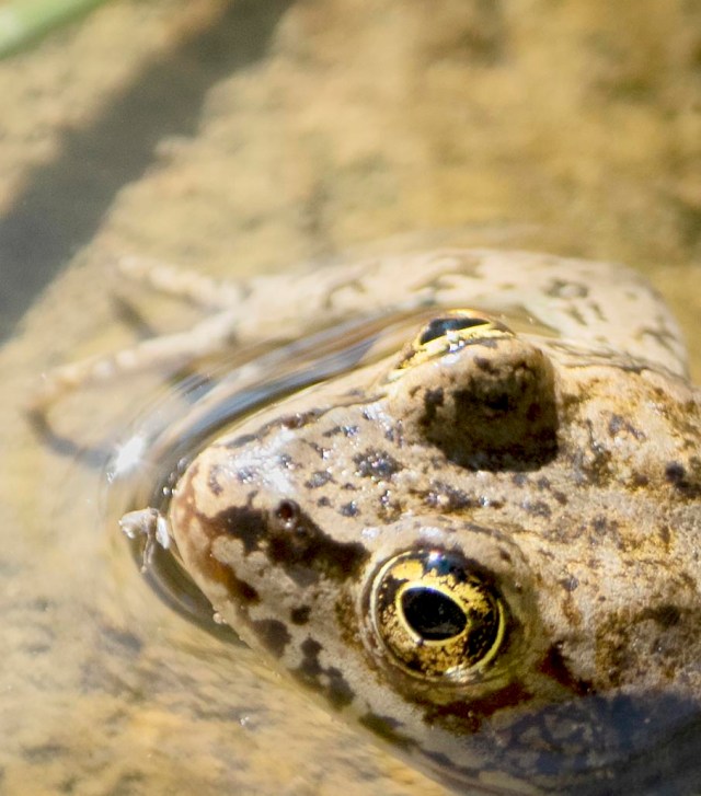 frog_eyes_1
