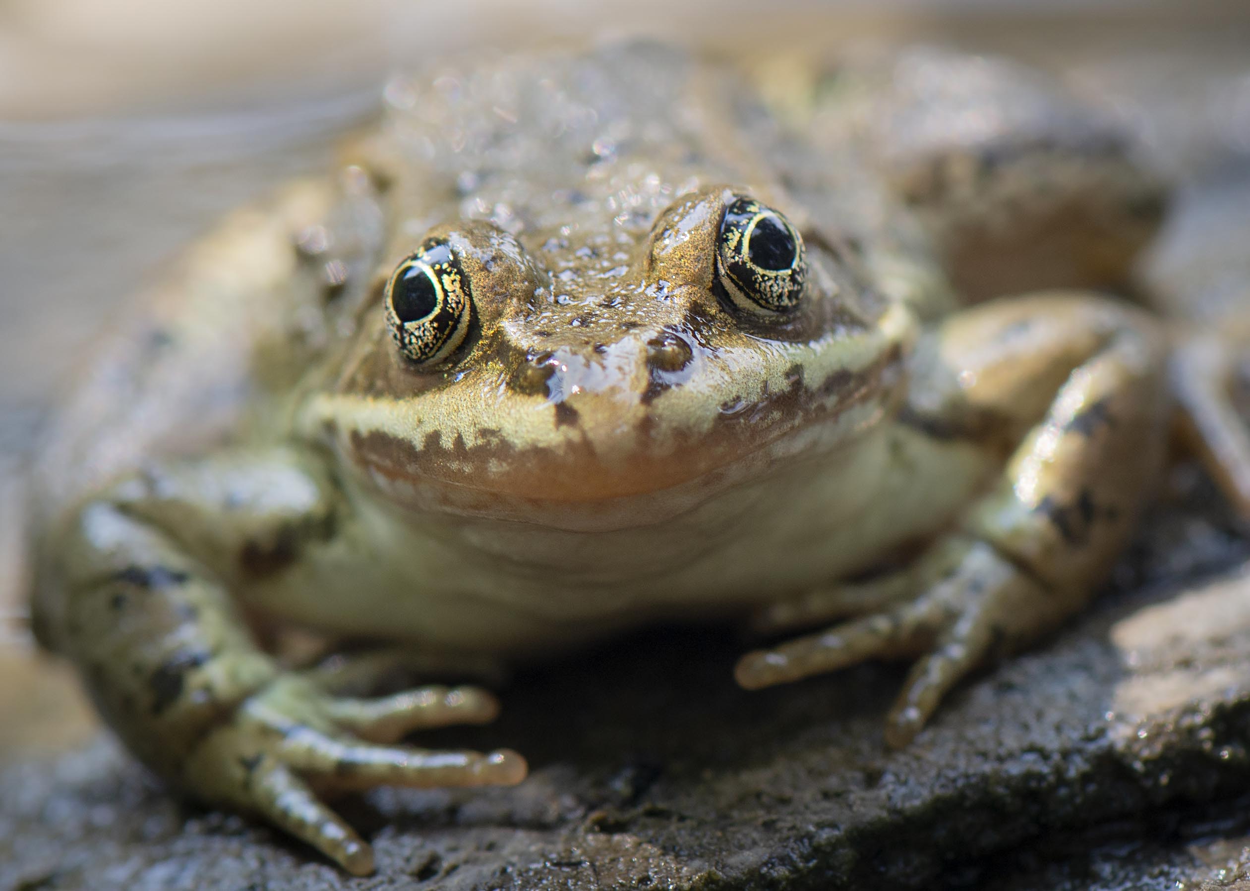 frog_eyes_2