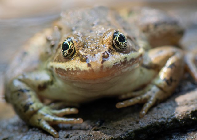frog_eyes_2