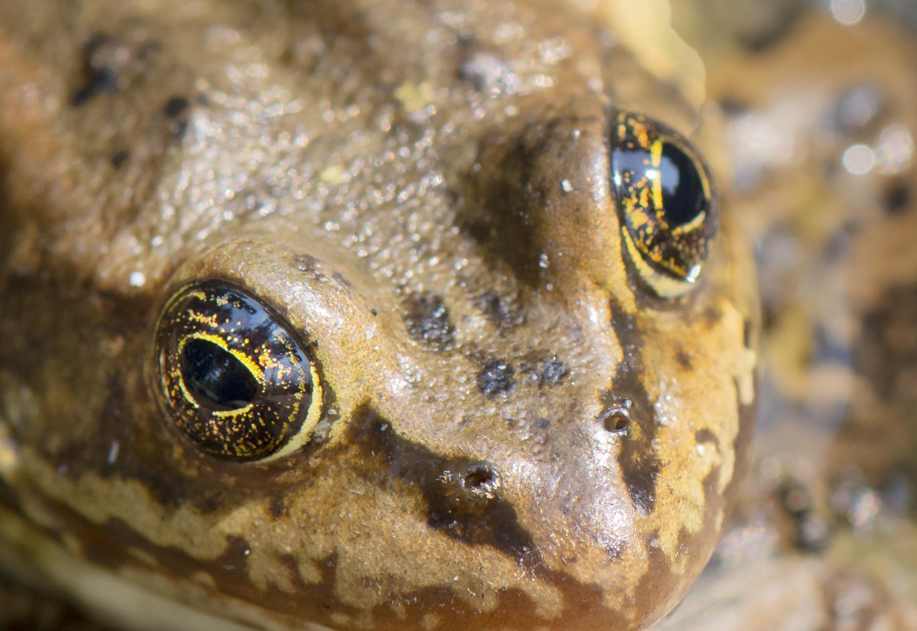 frog_eyes_3