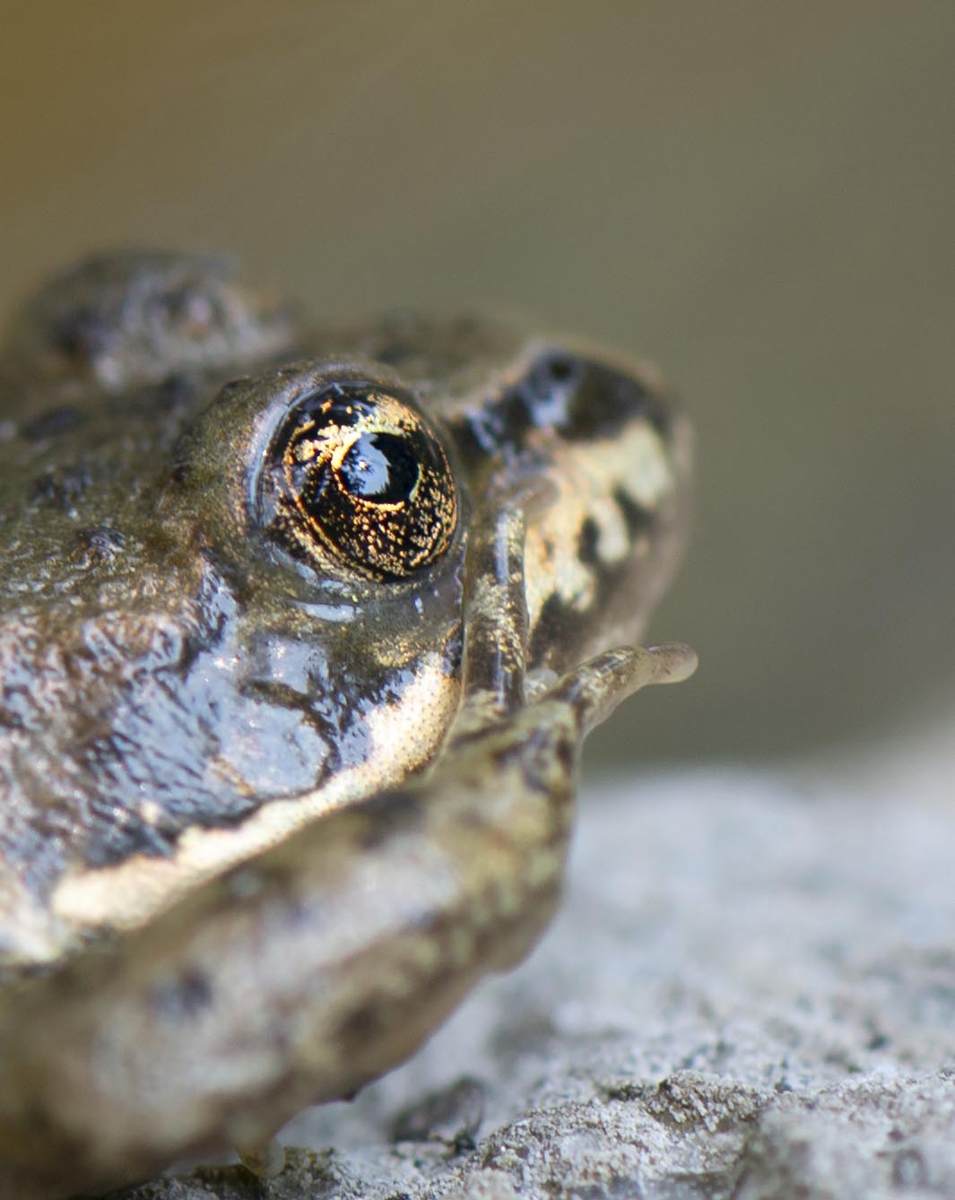 frog_eyes_4