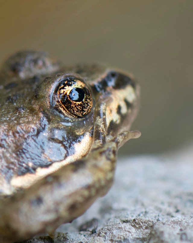 frog_eyes_4
