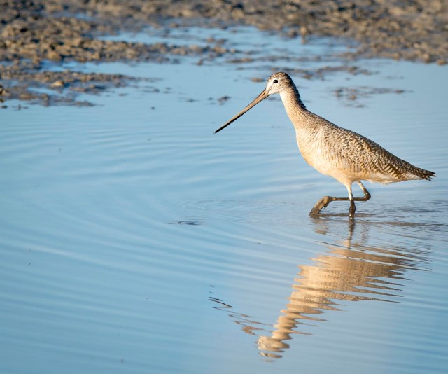 marbled_godwit_12