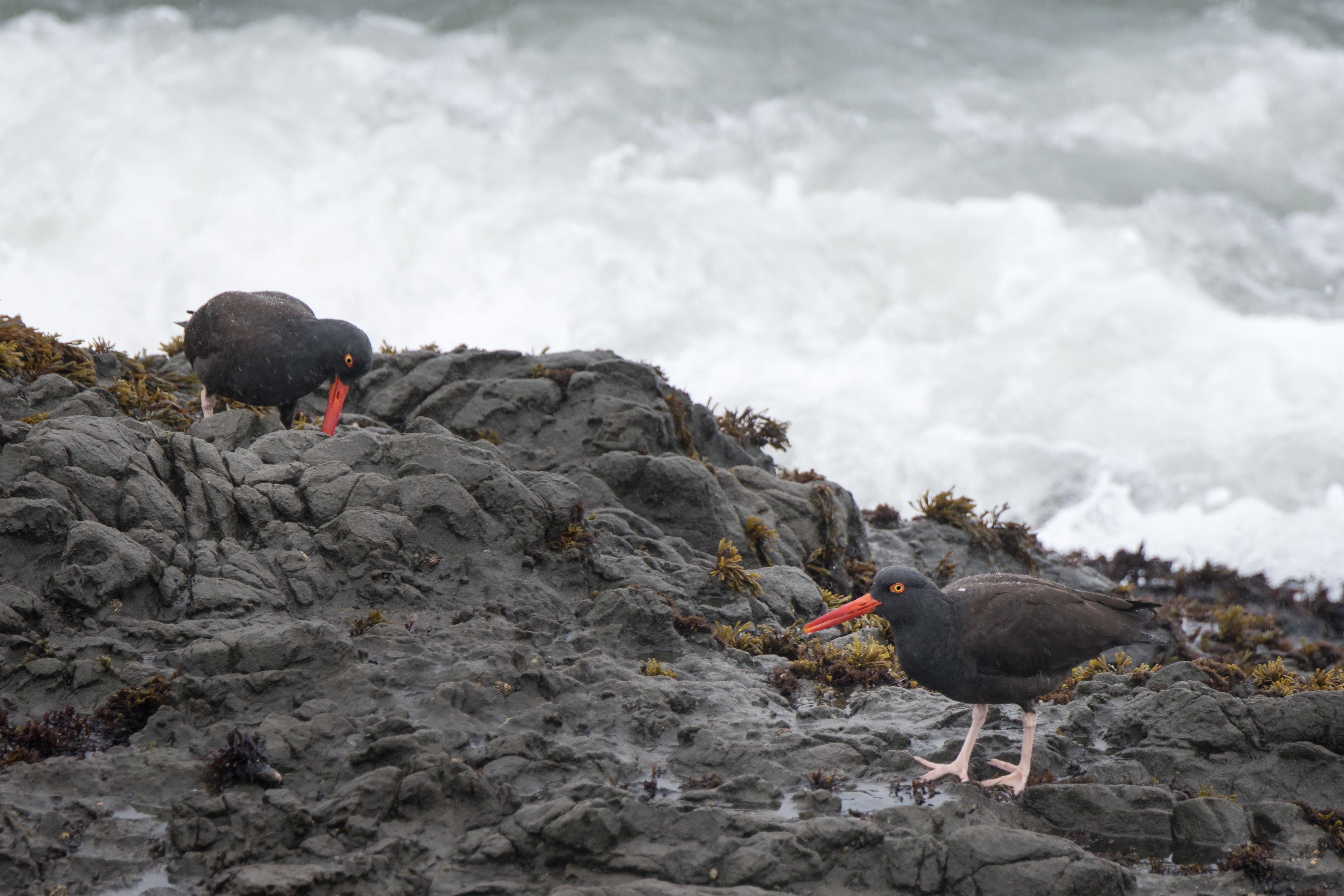 pacific_oystercatchers_345