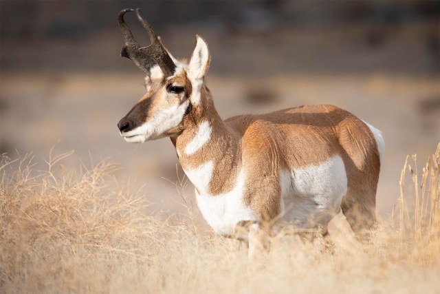 pronghorn_234