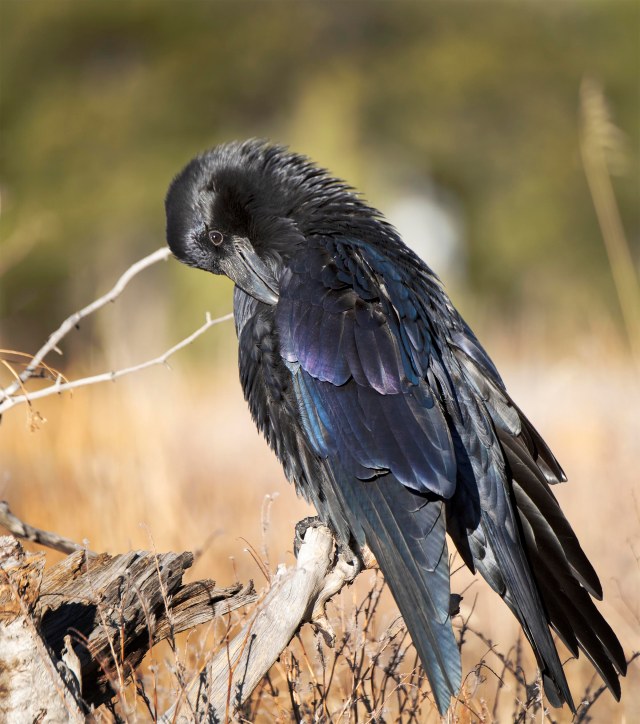 raven_preening_1