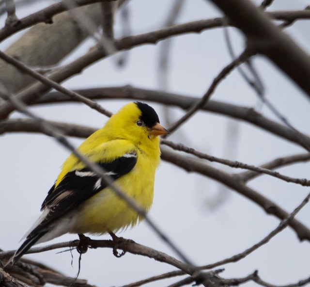 winter_goldfinch_23