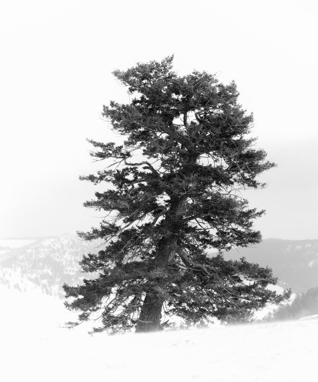 ALone_on_the_ridge_1