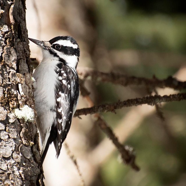 Hairy_woodpecker_1